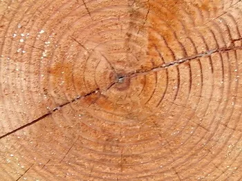 Holz Holz